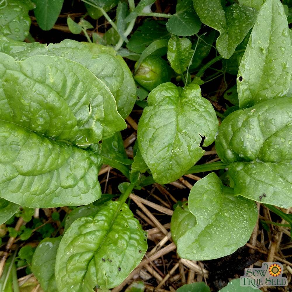 winter spinach seeds