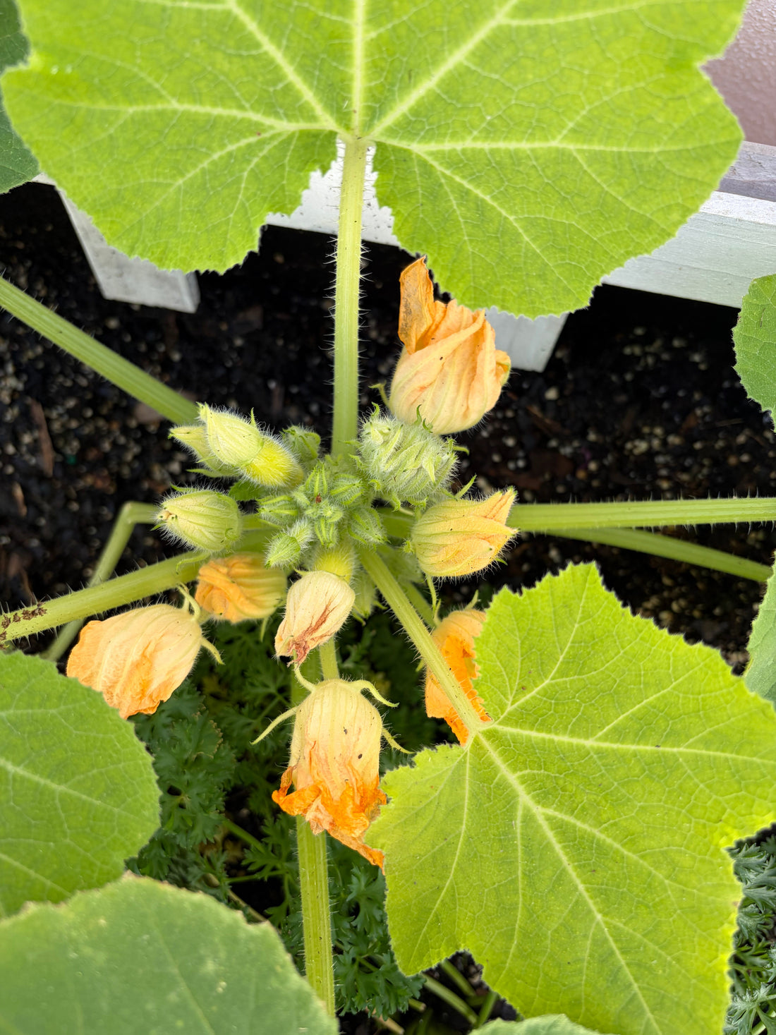 zucchini