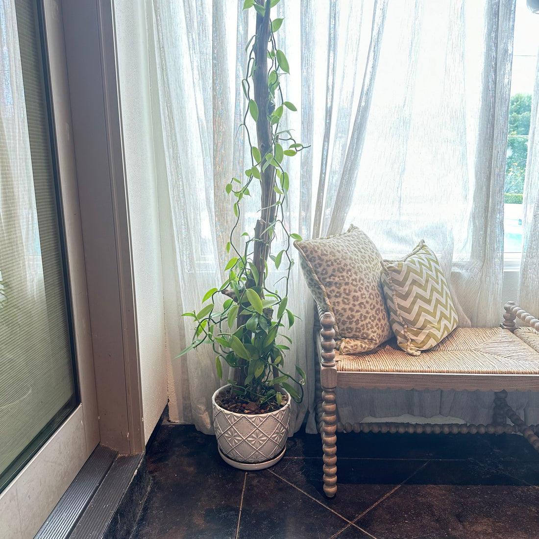 Vietnamese Vanilla: The Diva of Houseplants