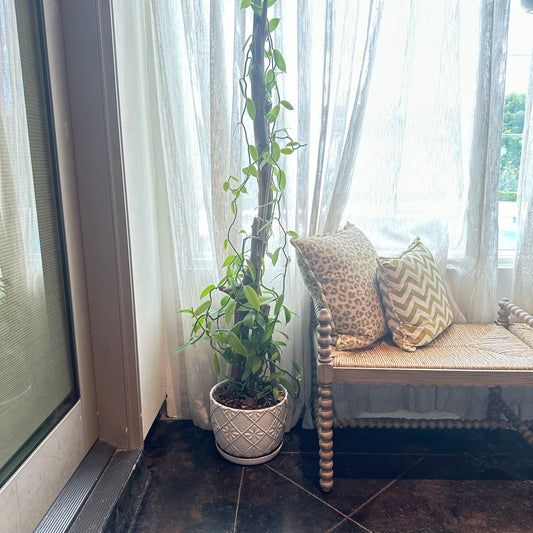 Vietnamese Vanilla: The Diva of Houseplants