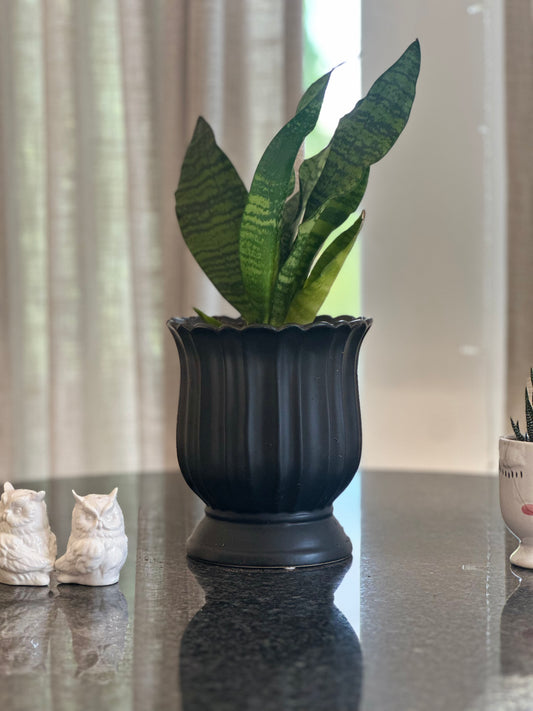 Snake Plant in Matte Black Scalloped Pot