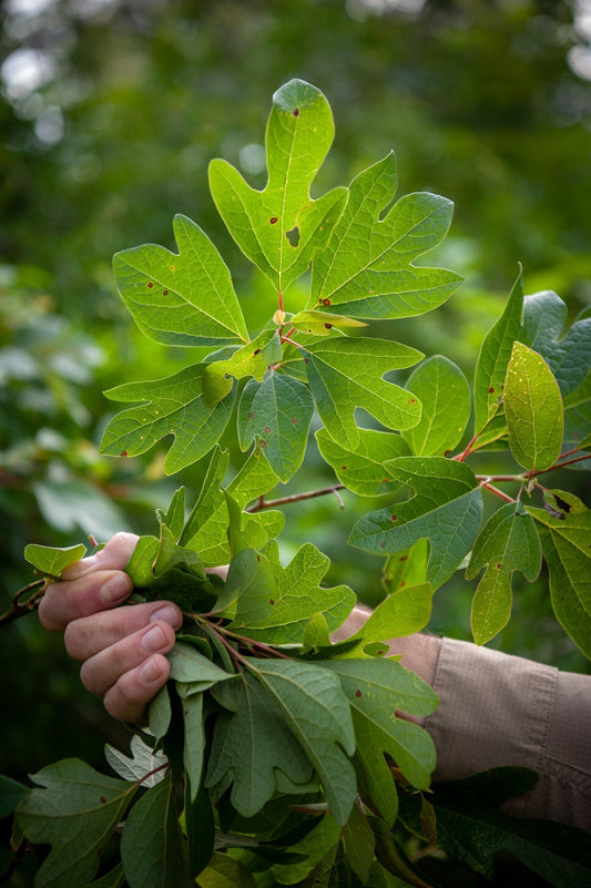 Sassafras Tree