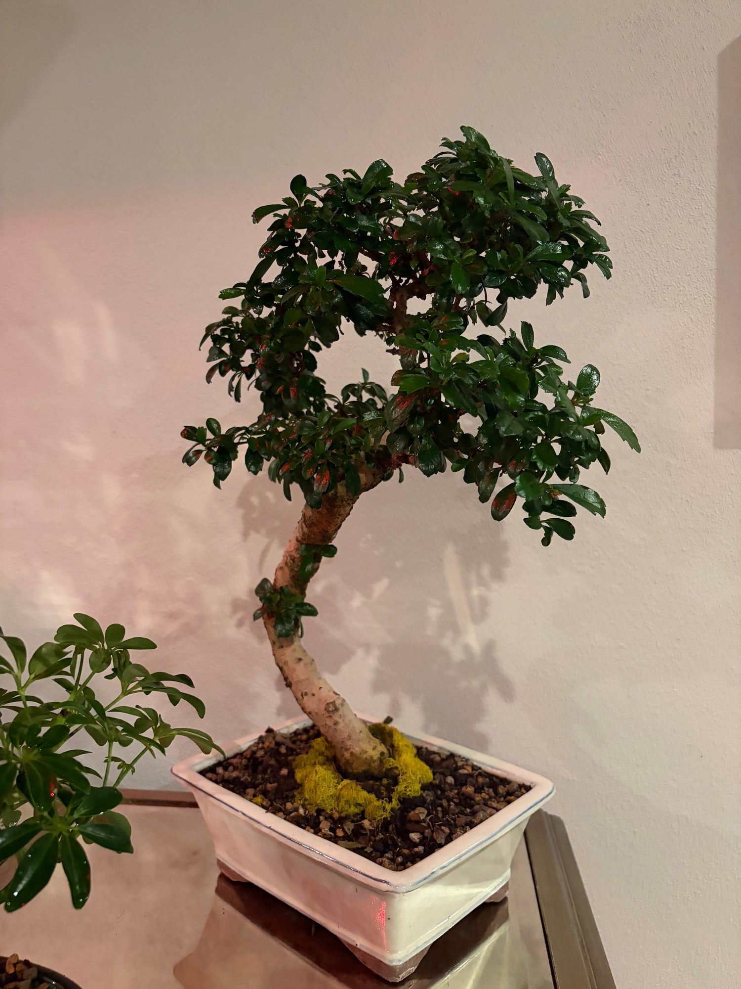 Bonsai