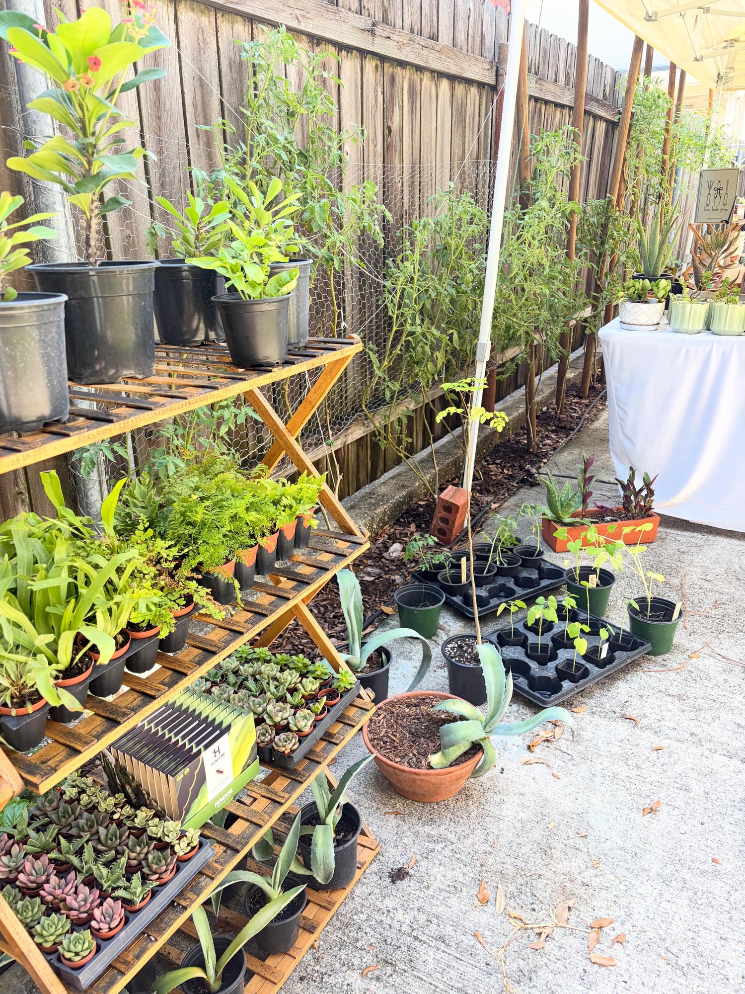 Live Plants