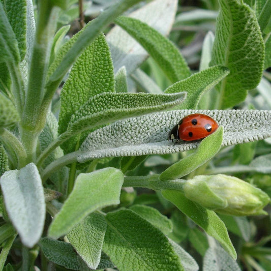 Sage Seeds - Broad Leaf Culinary