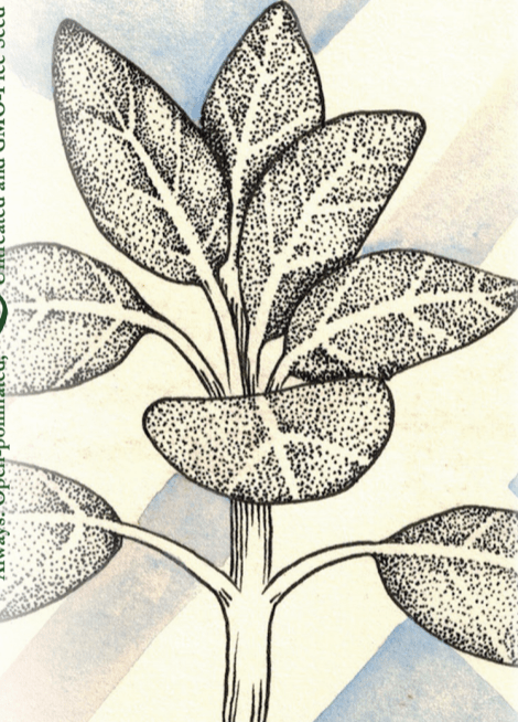 Sage Seeds - Broad Leaf Culinary