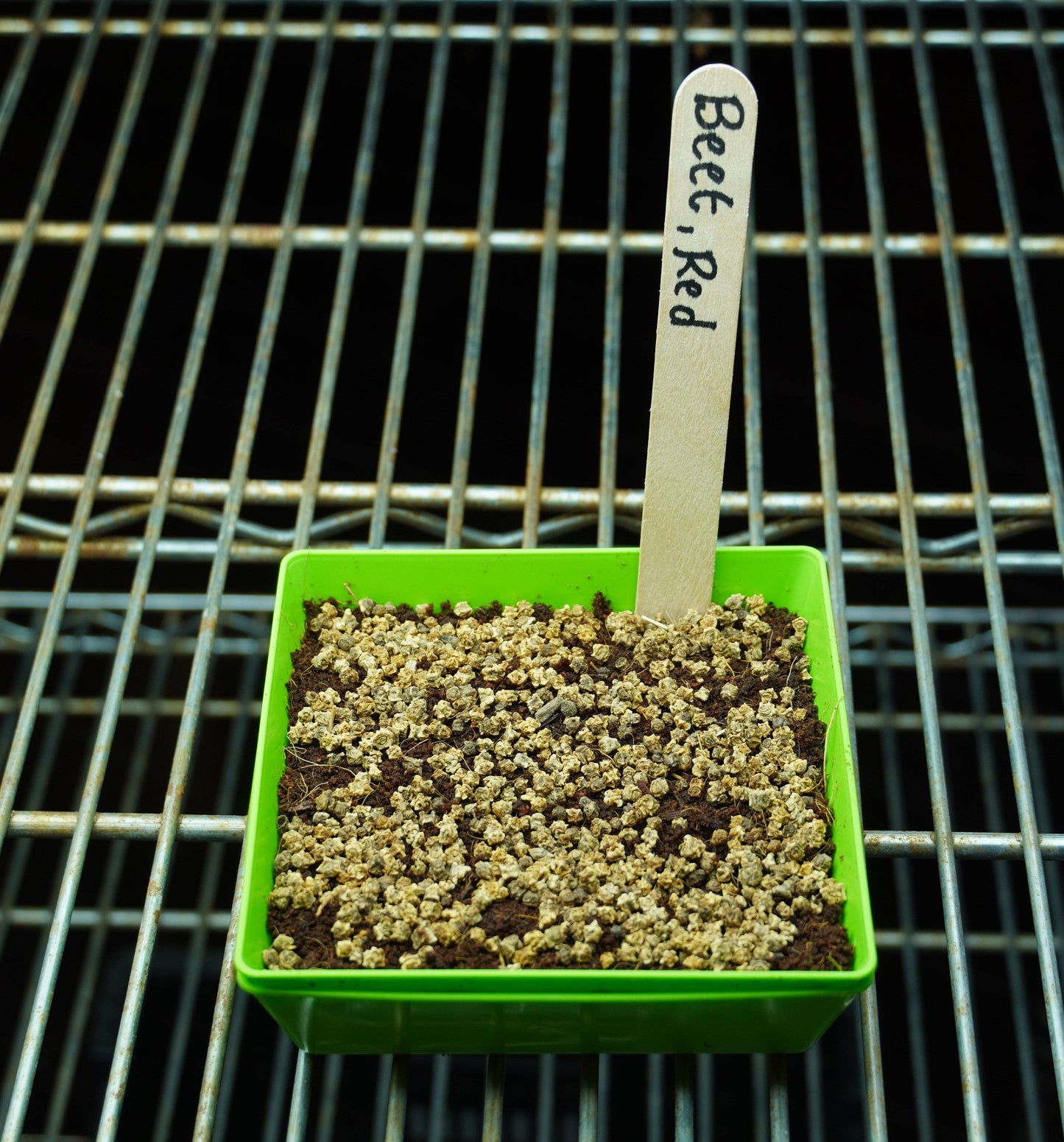 Microgreen Seed - Beet, Red
