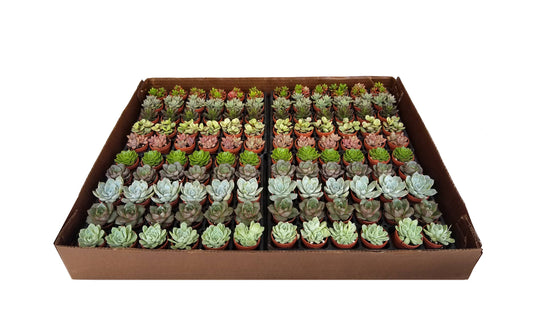 1" 'Fairy Pot' Succulent Live Plant Mix