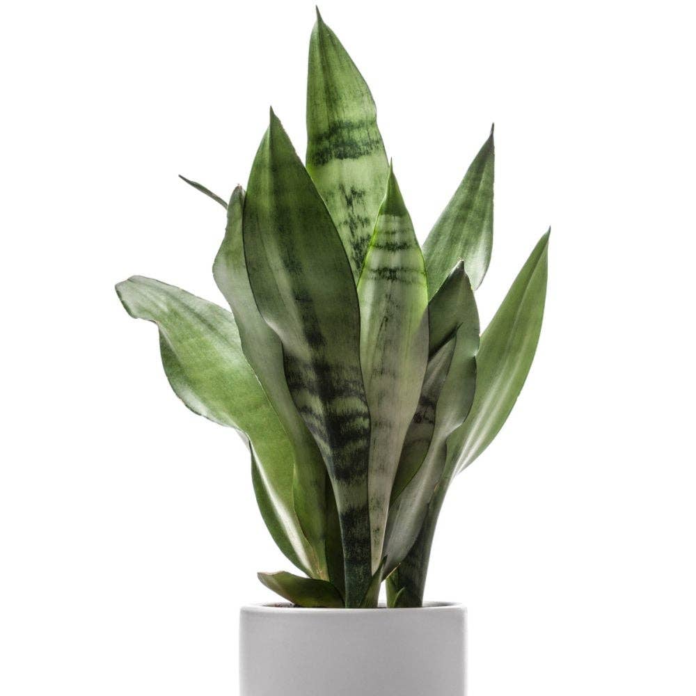 Sansevieria Snake Plant