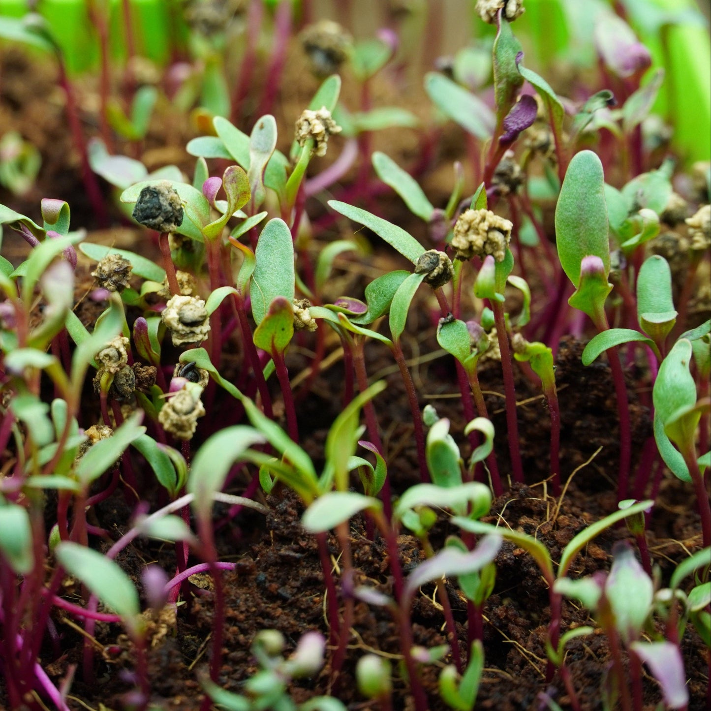 Microgreen Seed - Beet, Red