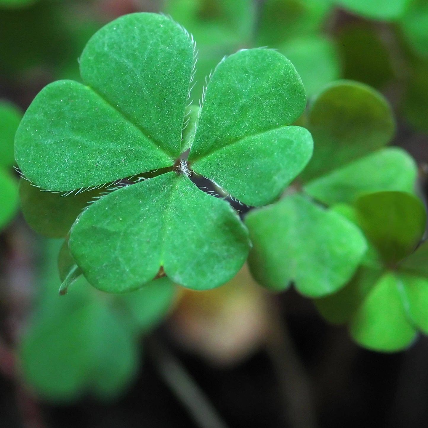 Garden Sprinkles | Good Luck Clover