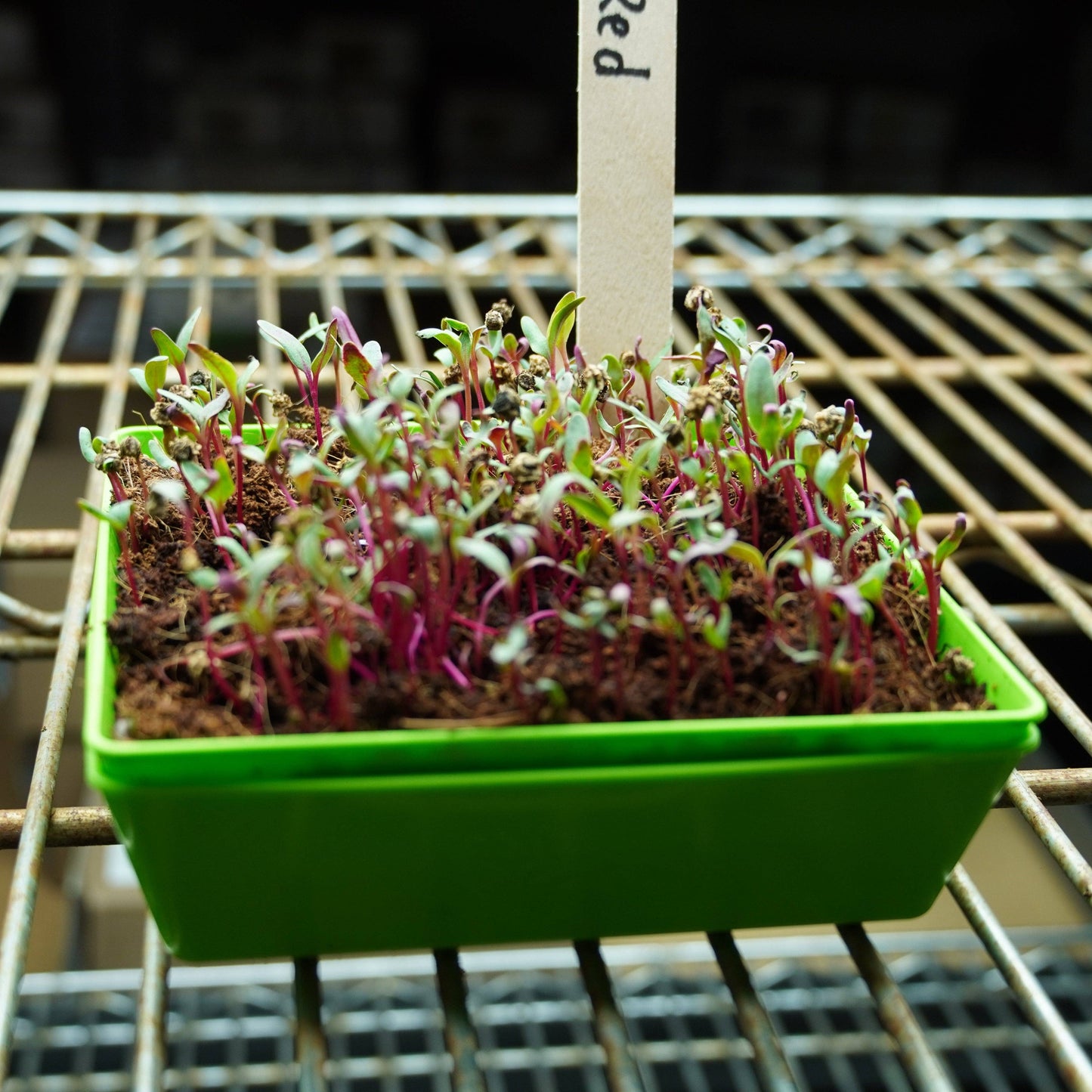 Microgreen Seed - Beet, Red