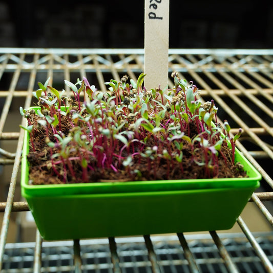 Microgreen Seed - Beet, Red