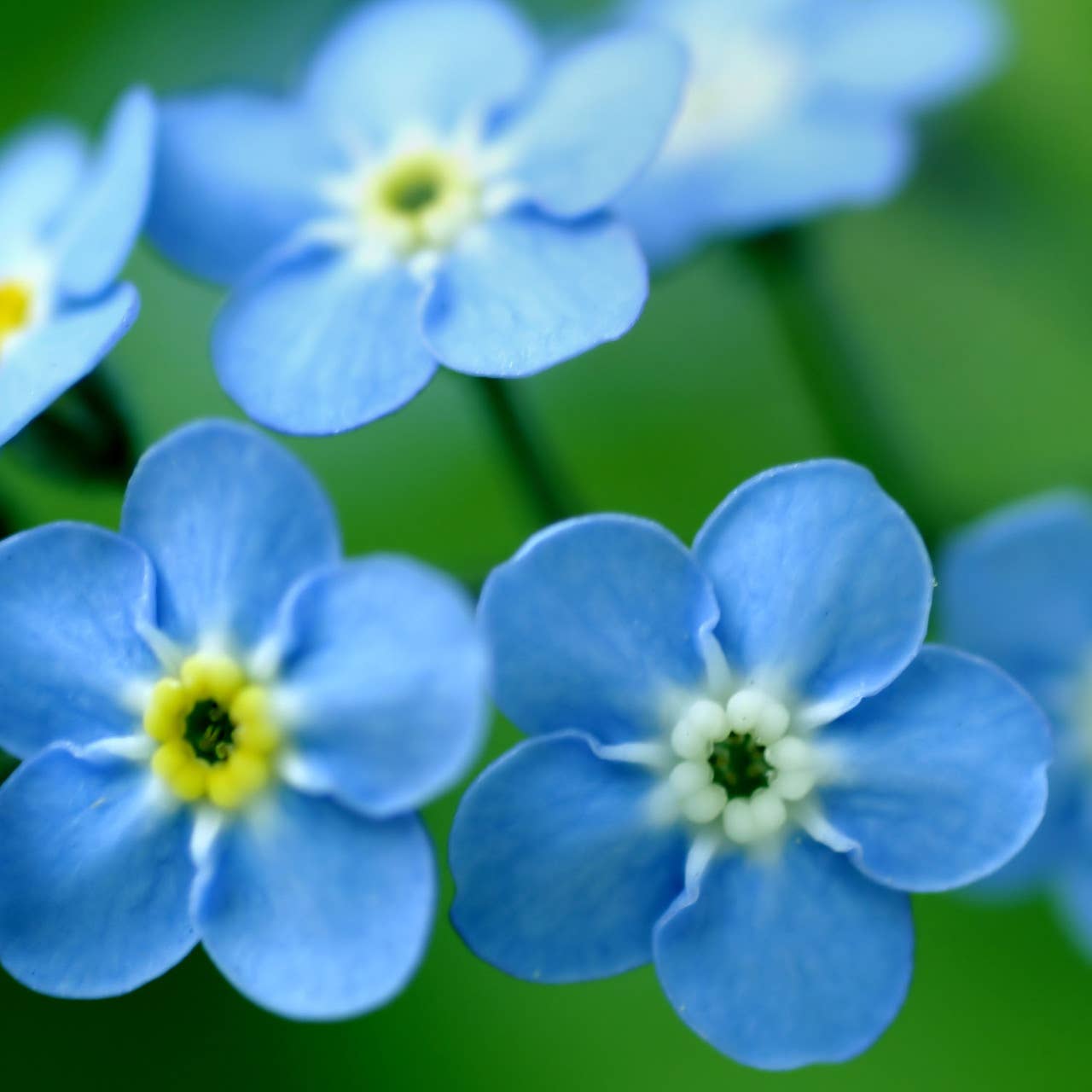 Garden Sprinkles | Forget-Me-Not