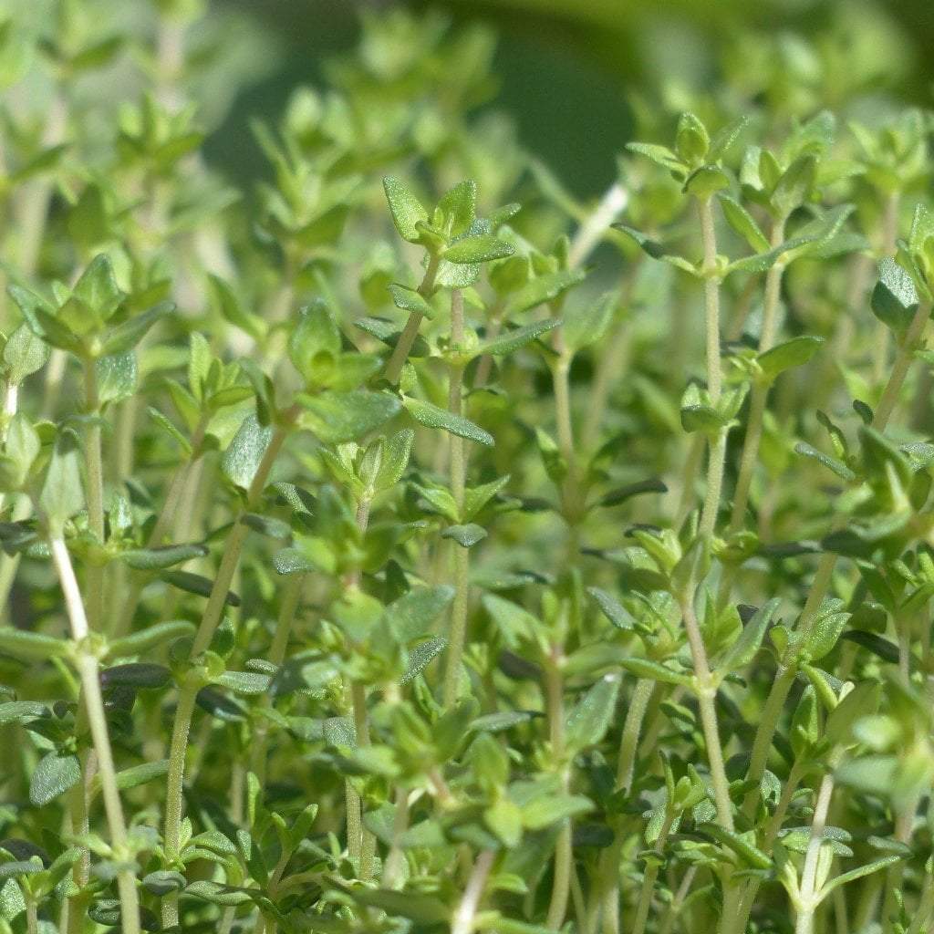 Thyme Seeds - English