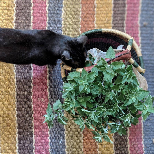 Catnip Seeds