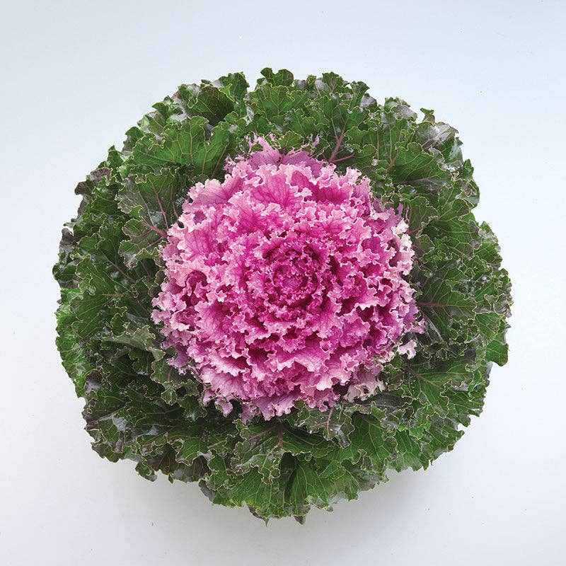 Crystal Pink Ornamental Kale 4" Pot