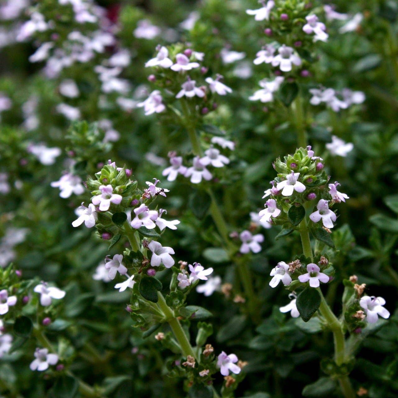 Thyme Seeds - English