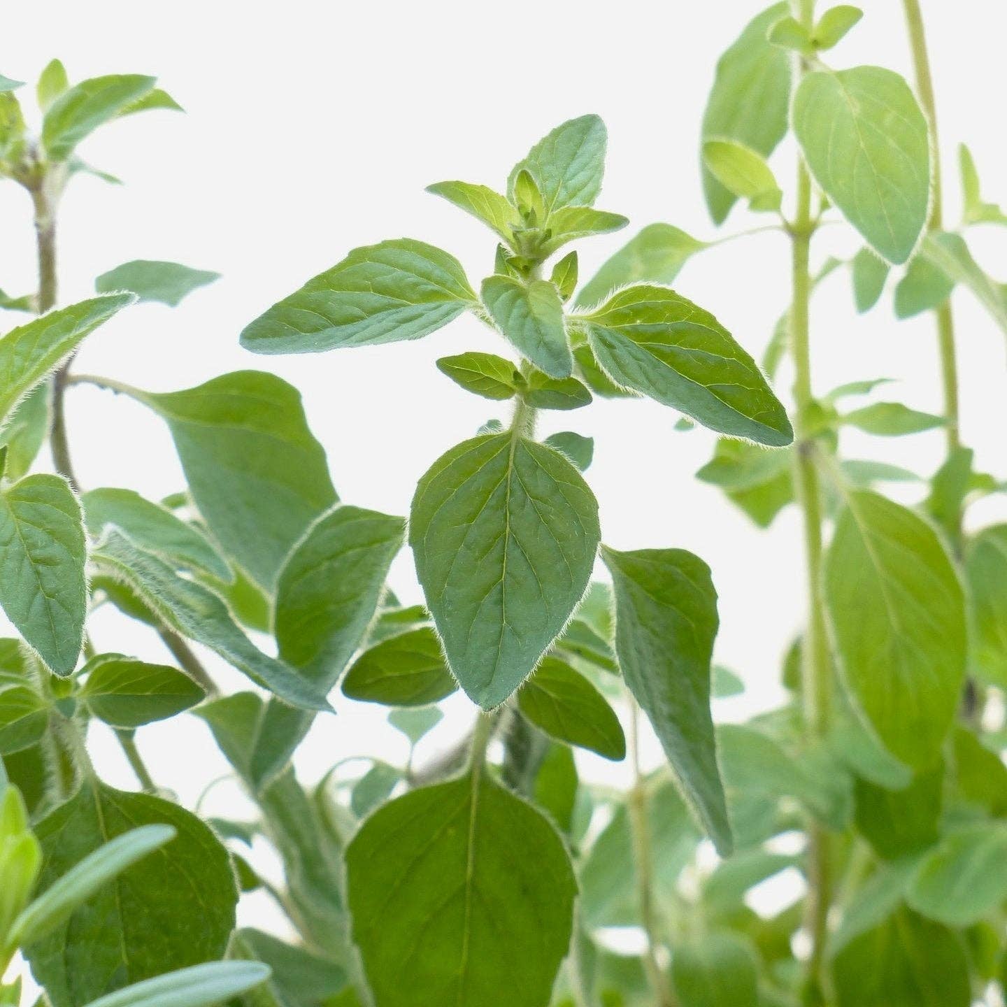 Oregano Seeds - Greek