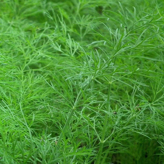 Dill Seeds, Bouquet