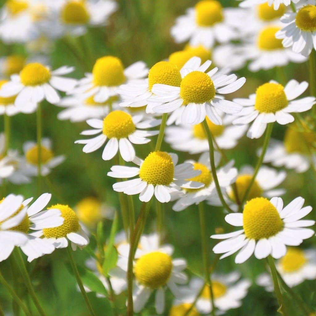 Chamomile Seeds, German