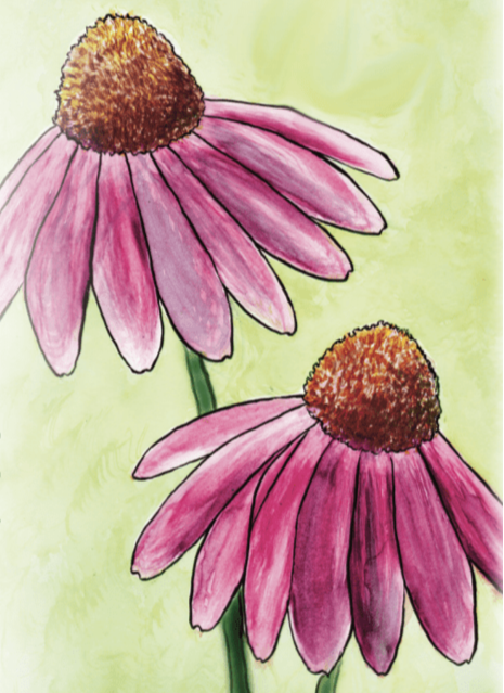 Echinacea Seeds - Purple Coneflower
