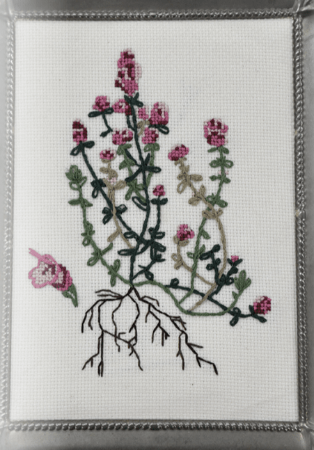 Thyme Seeds - English