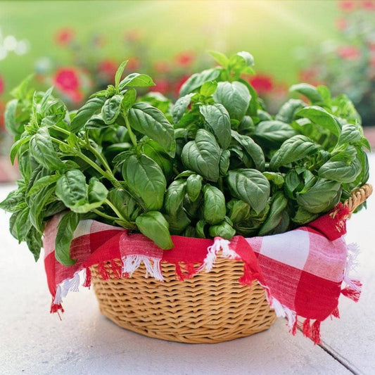 Basil Seeds - Genovese