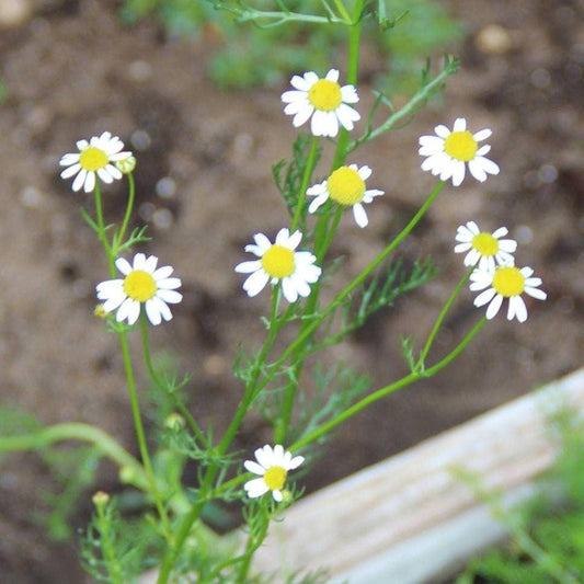 Chamomile Seeds, German