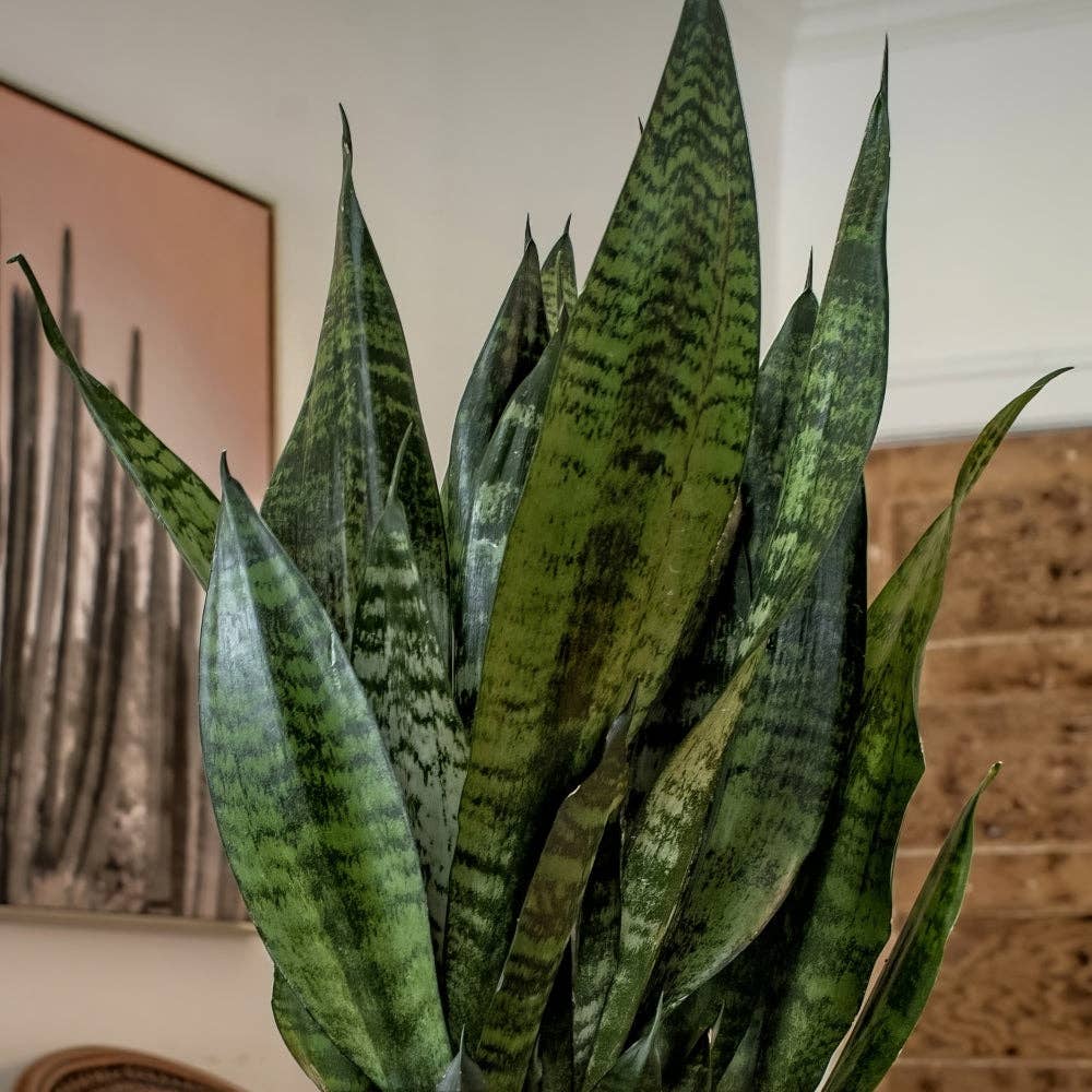 Sansevieria Snake Plant