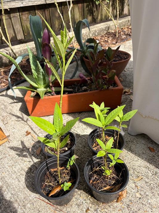 Tropical Milkweed