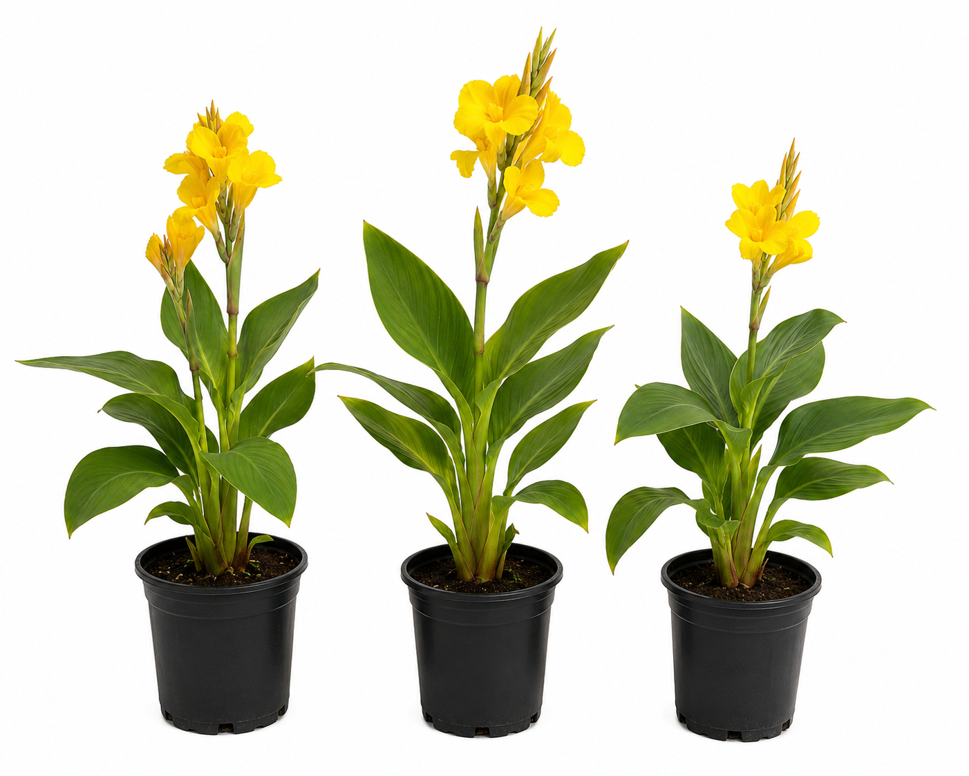 Canna Lily