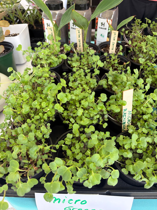 Rainbow Mix Microgreen 3” Pot