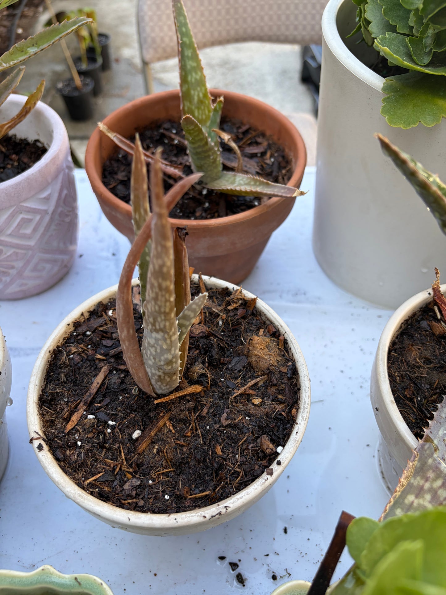 Aloe Vera