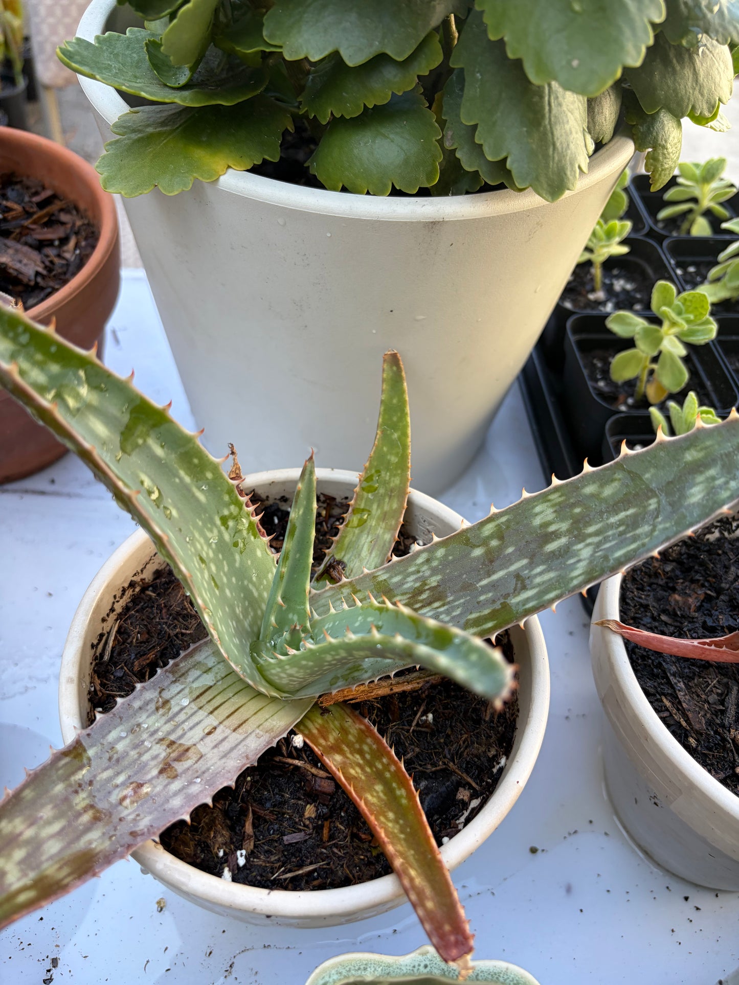 Aloe Vera