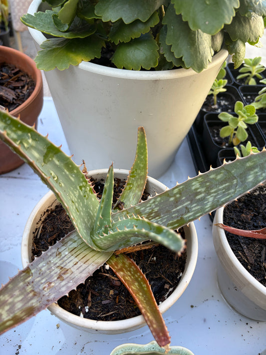 Aloe Vera