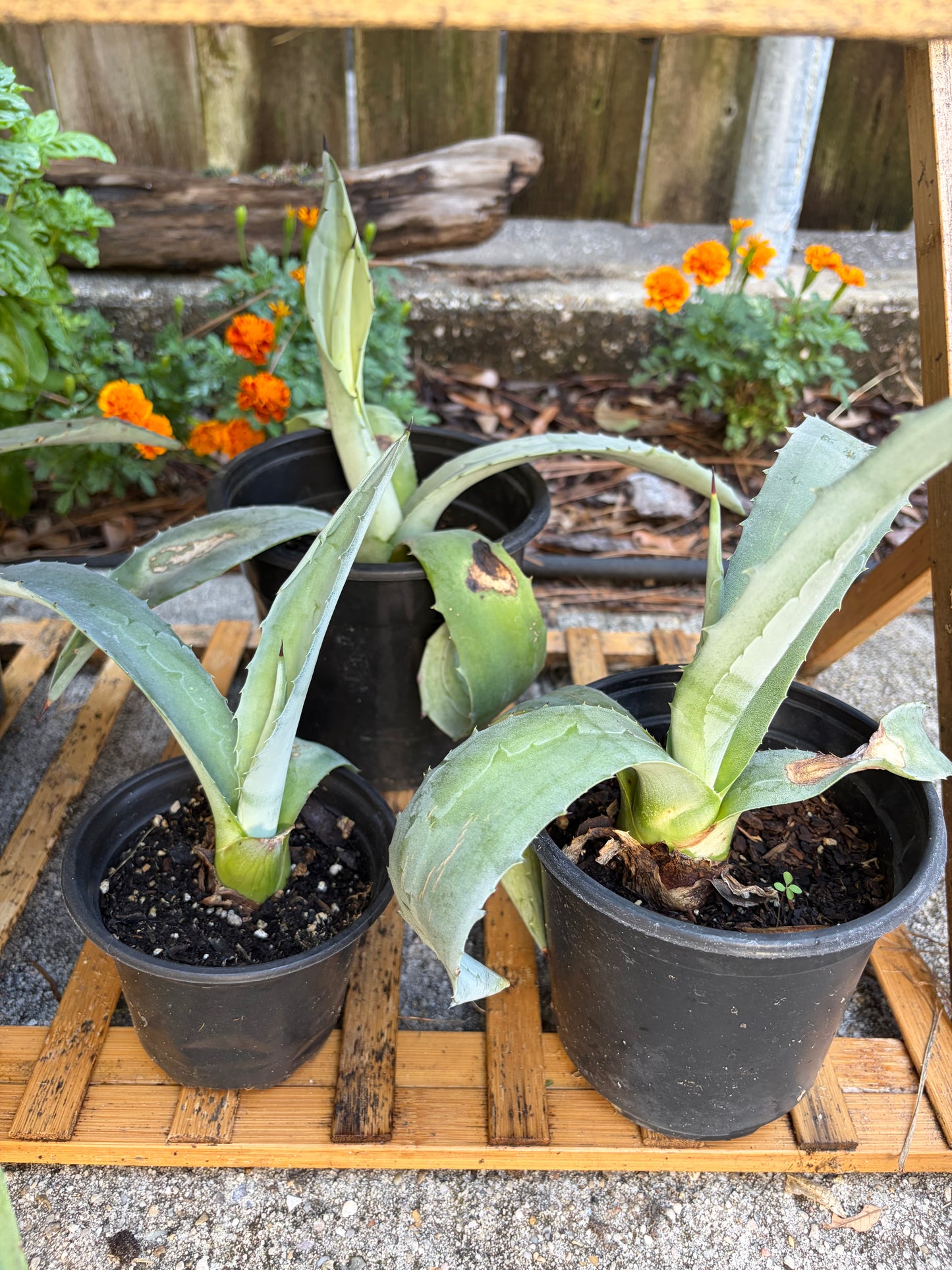 Century Plant