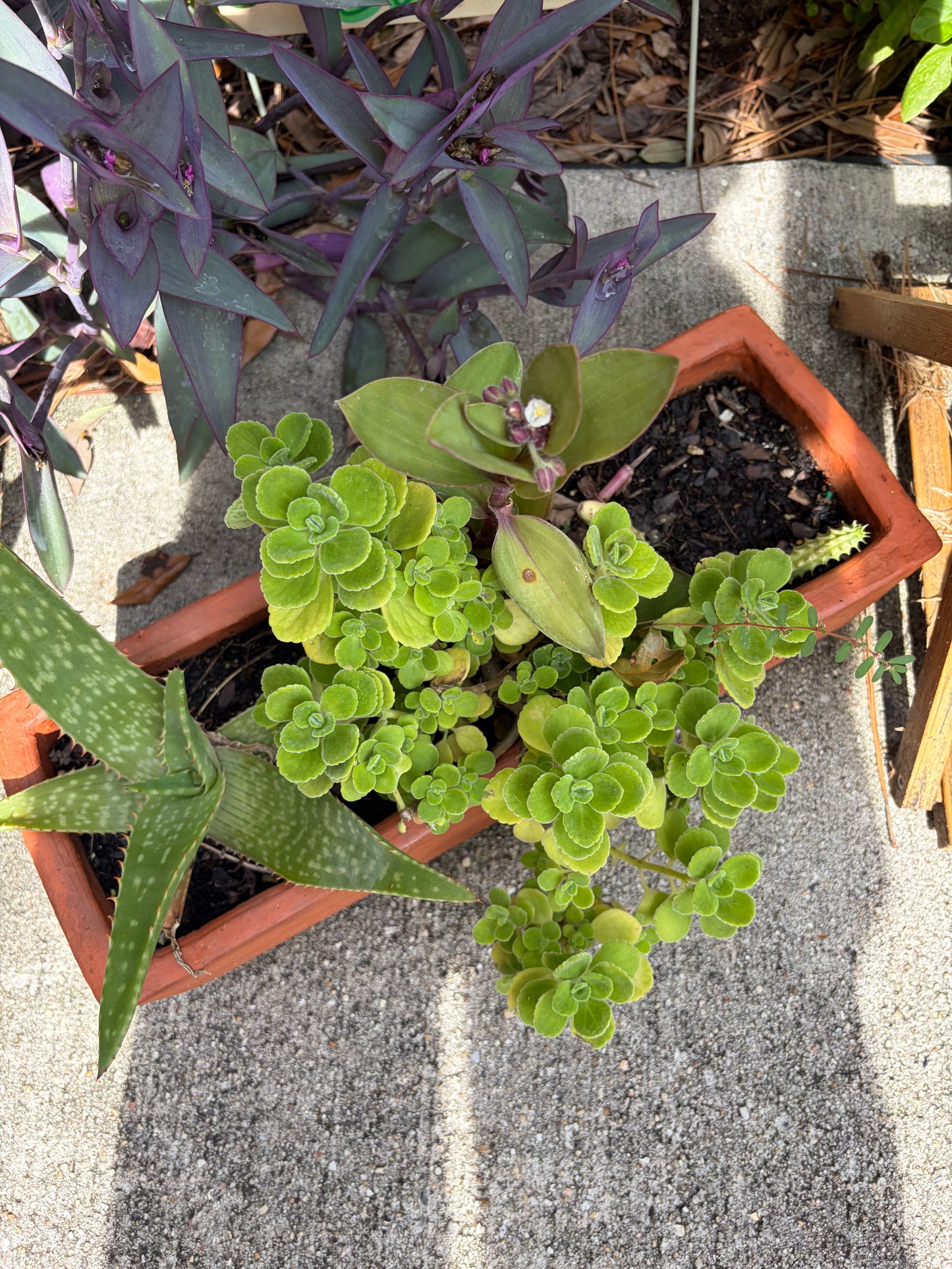 Terracotta Mixed Rectangle Planter