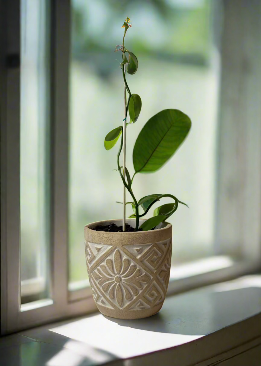 Vietnamese Vanilla Orchid 4" Cement Etched Pot