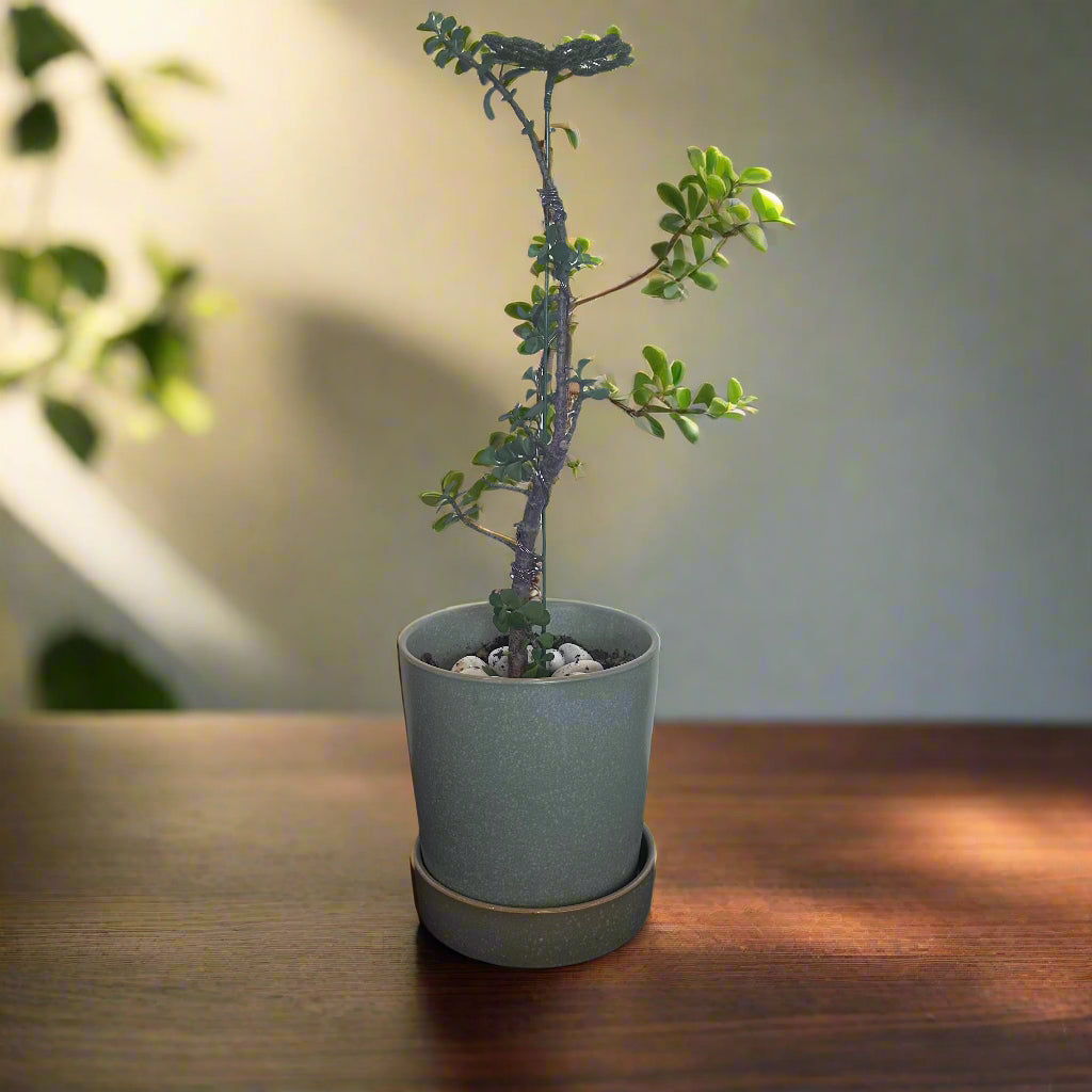 Jade Plant-5.5" Green Glazed Ceramic Pot with Pan