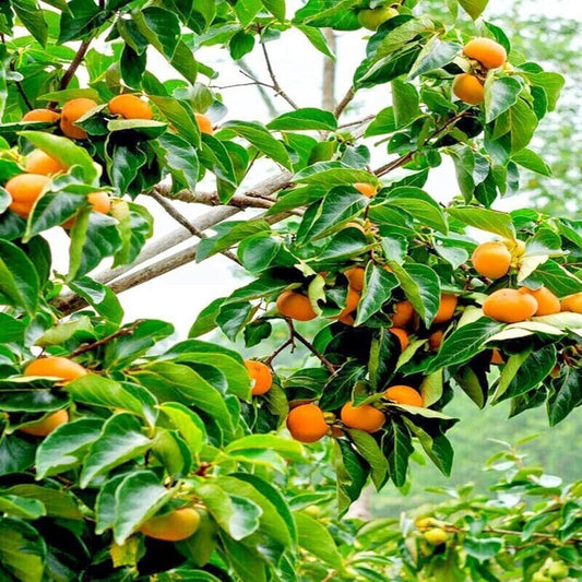 Japanese-tree-seeds