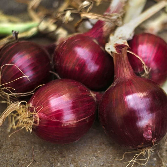 red onion seeds