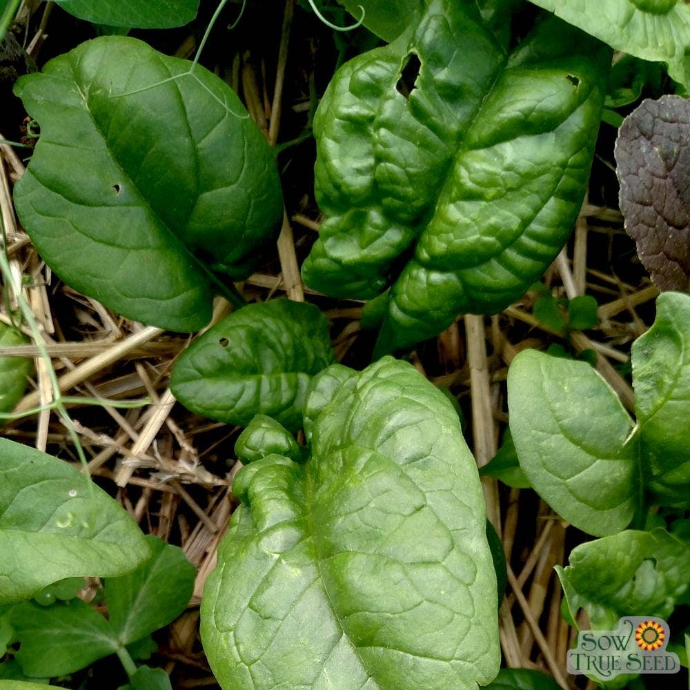 Spinach Seeds - America