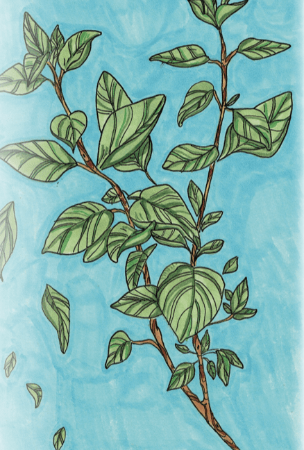 Oregano Seeds - Greek