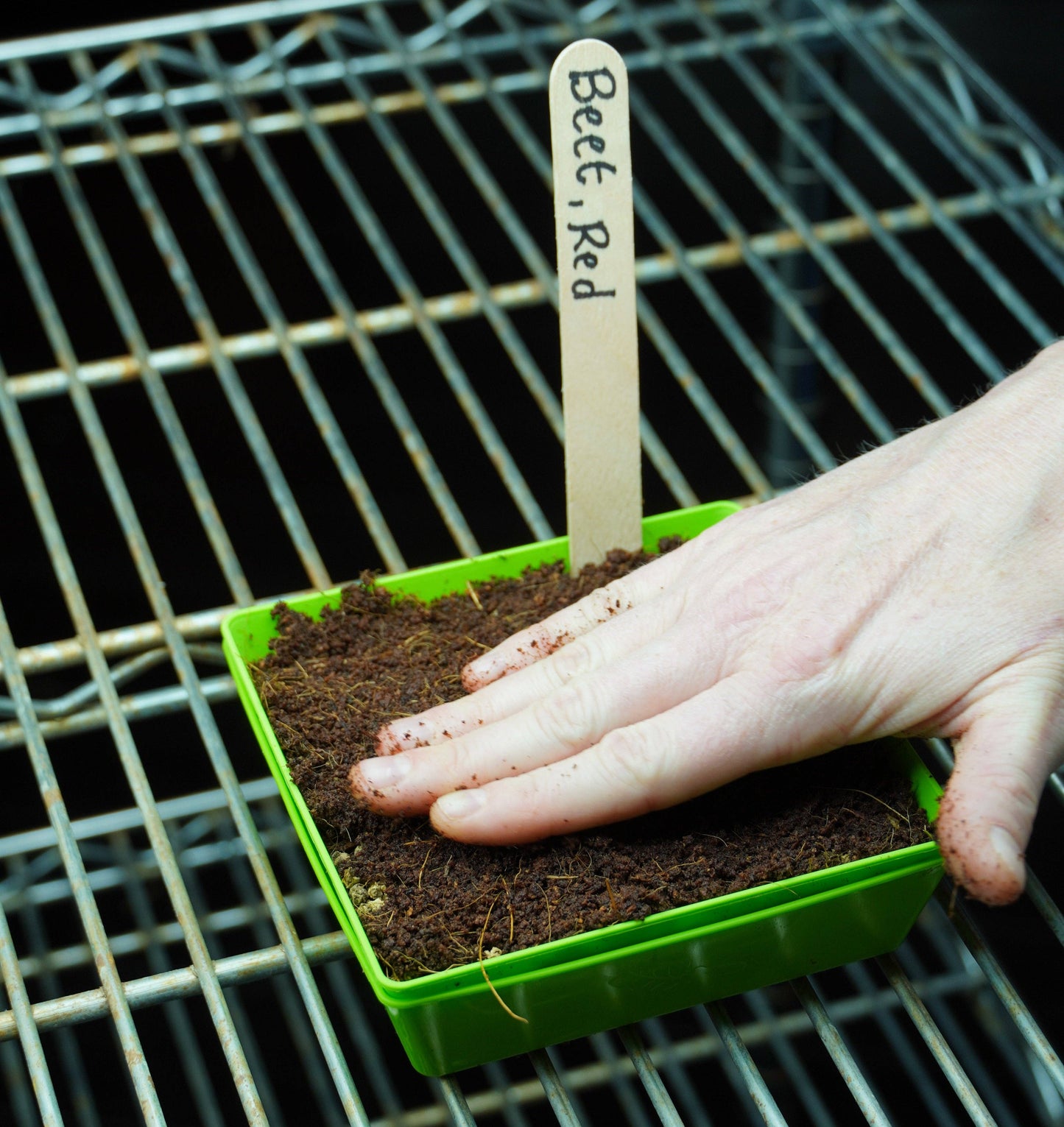 Microgreen Seed - Beet, Red