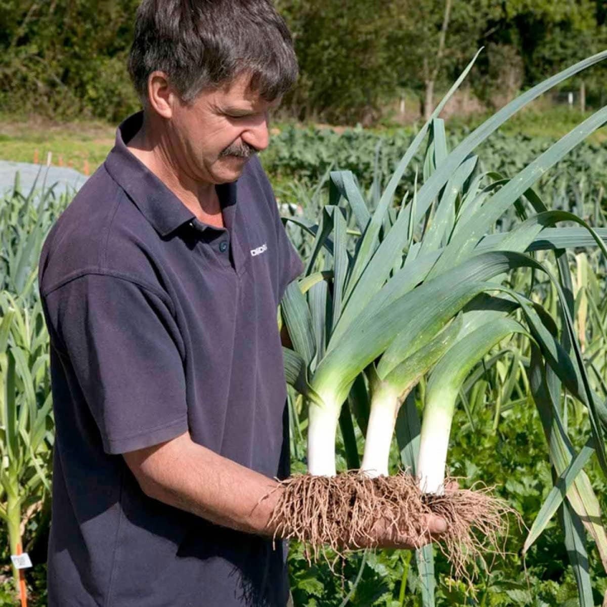 Autumn Giant Leek Onion - 300 Seeds