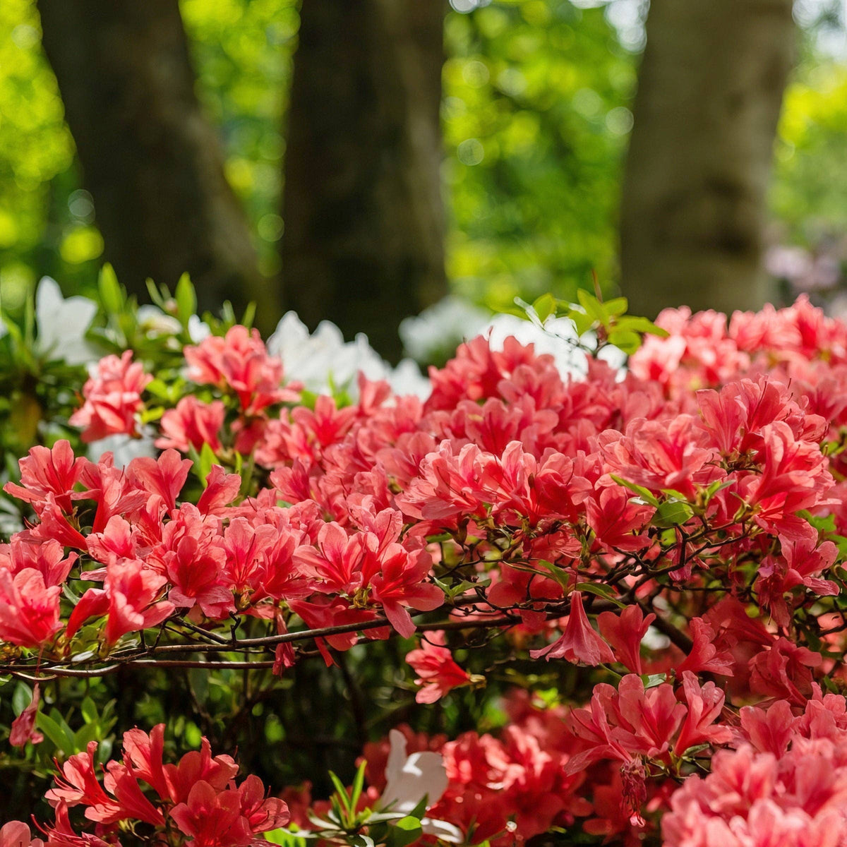 shrub azalea