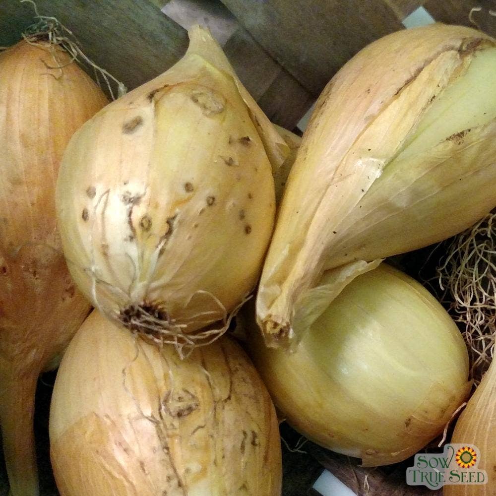 Onion Seeds - Walla-Walla Sweet Spanish