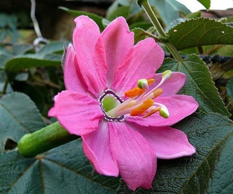 banana passion fruit flower