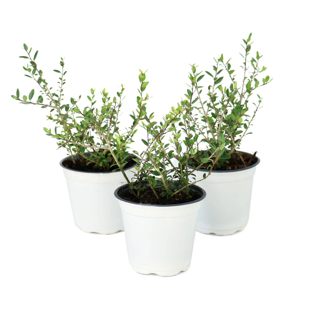 Dwarf Yaupon - 4" Pot